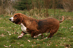 rennender Basset Hound