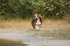 rennender Basset Hound