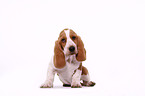 Basset Hound Welpe