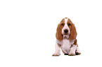 Basset Hound Welpe