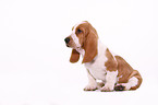 Basset Hound Welpe