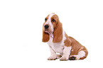 Basset Hound Welpe