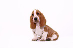 Basset Hound Welpe