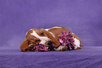 Basset Hound Welpe