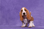 Basset Hound Welpe