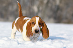 Basset Hound Welpe