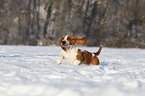 Basset Hound Welpe