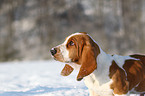 Basset Hound Welpe