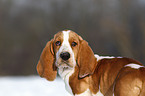 Basset Hound Welpe