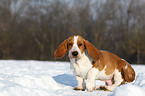 Basset Hound Welpe