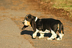 laufender Basset Hound