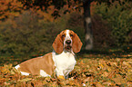 sitzender Basset Hound