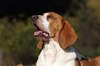 Basset Hound Portrait