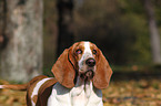 Basset Hound Portrait