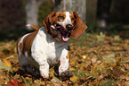 rennender Basset Hound