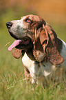 sitzender Basset Hound