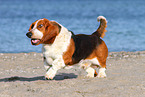 rennender Basset Hound