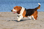 rennender Basset Hound