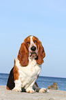 sitzender Basset Hound