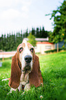 liegender Basset Hound