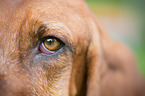 Basset Hound Auge