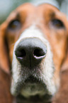 Basset Hound Nase