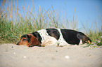 liegender Basset Hound