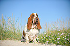 sitzender Basset Hound