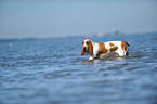 rennender Basset Hound