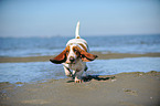 rennender Basset Hound