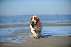 rennender Basset Hound