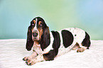 liegender Basset Hound