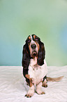 sitzender Basset Hound