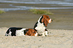 2 Basset Hounds