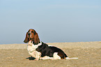 sitzender Basset Hound