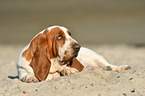 liegender Basset Hound