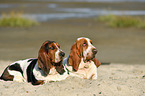 2 Basset Hounds