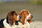 2 Basset Hounds