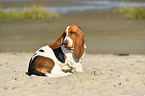 sitzender Basset Hound