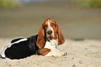 liegender Basset Hound