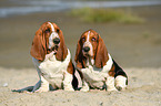 2 Basset Hounds