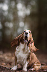 Basset Hound