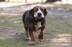 rennender Basset Hound