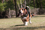 rennender Basset Hound