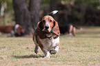 laufender Basset Hound