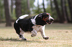 rennender Basset Hound