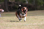 rennender Basset Hound