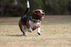 rennender Basset Hound