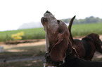 bellender Basset Hound