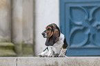 Basset Hound Welpe